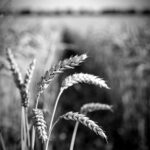 Agriculture