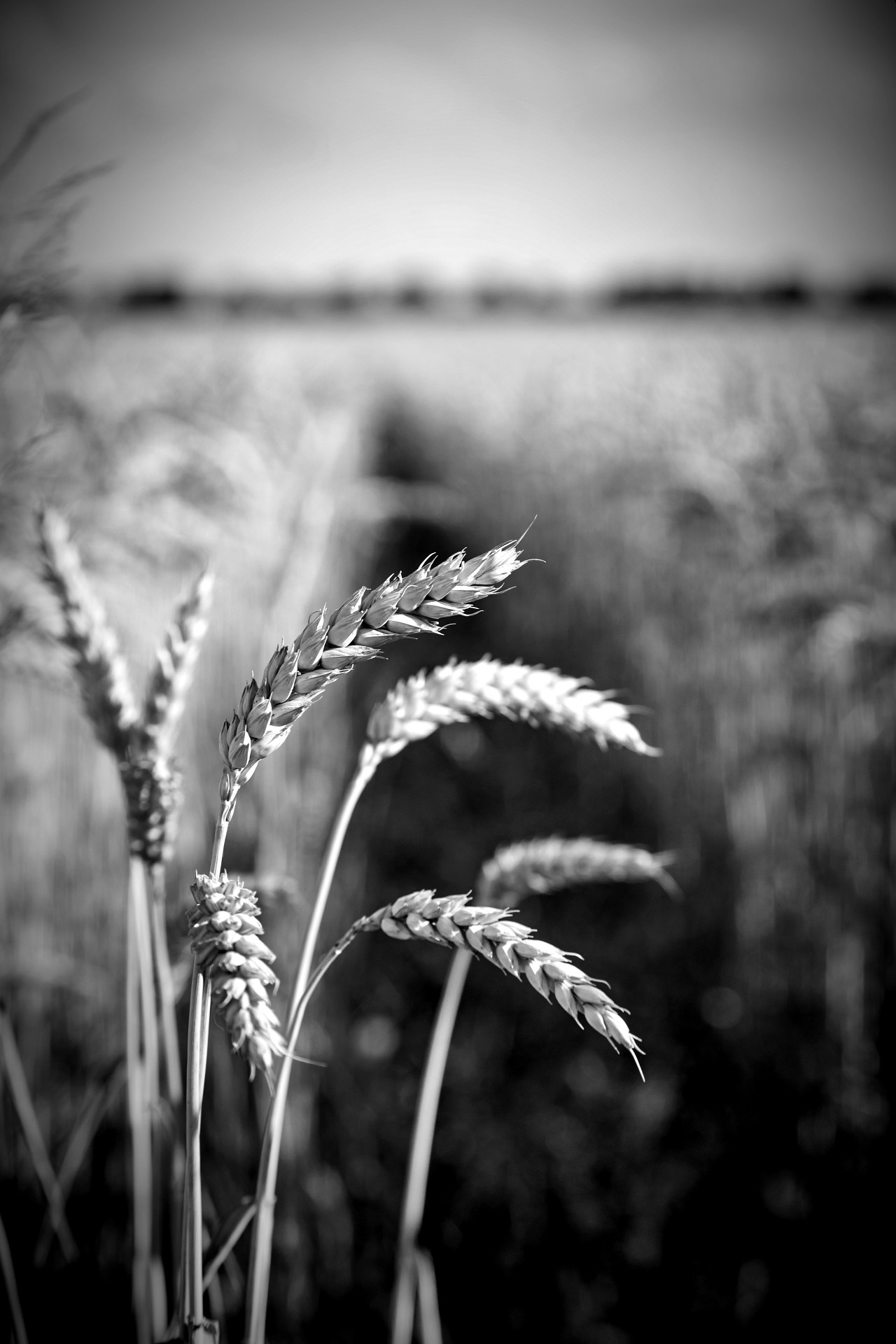 Agriculture
